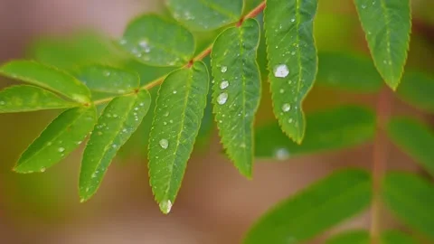 Tree leaves in the rain. Drops lie on tree leaves in green forest. Close-up Stock Footage 150329297