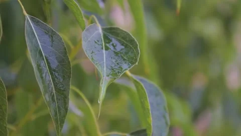 Tree leaves in the rain Video stock 295209873