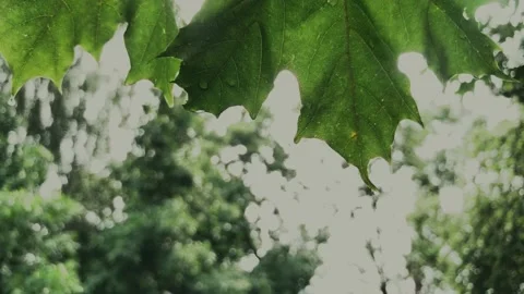 Tree leaves in the rain. natural. 4K Stock Footage 161103395