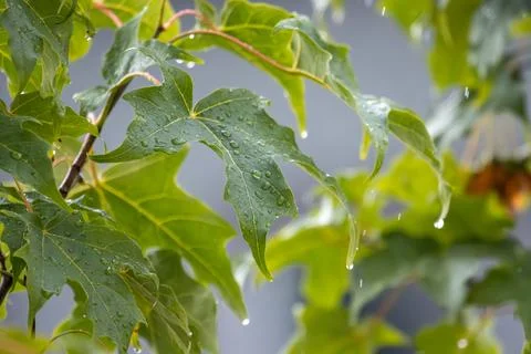 Tree leaves in the rain Stock Photos