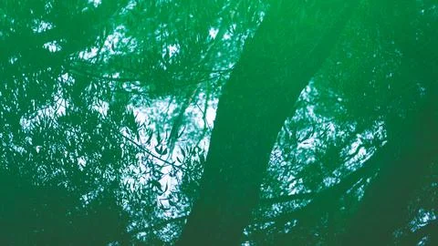 Tree leaves reflection in green puddle artistic expression Stock Photos