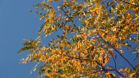 Tree Leaves Rustle in the Wind Stock-Footage 79927653