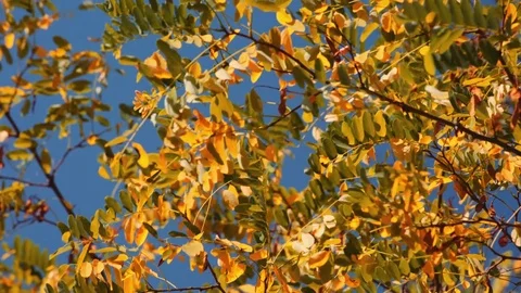 Tree Leaves Rustle in the Wind 스톡 동영상 79927676