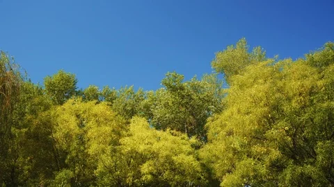 Tree Leaves Rustle in the Wind Stock-Footage 79928456