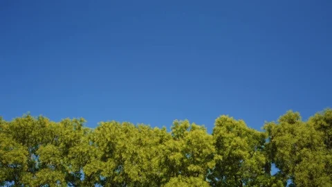 Tree Leaves Rustle in the Wind 스톡 동영상 79928649
