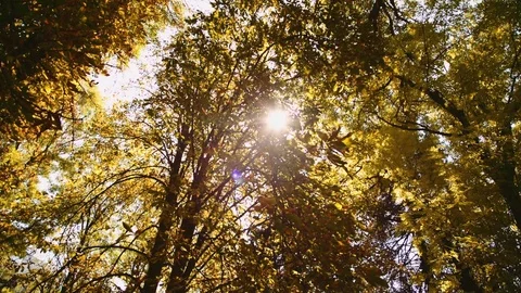 Tree Leaves Rustle in the Wind 스톡 동영상 79928867
