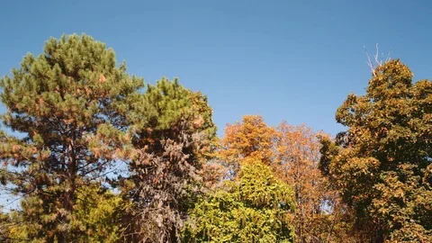 Tree Leaves Rustle in the Wind Stock-Footage 79929095