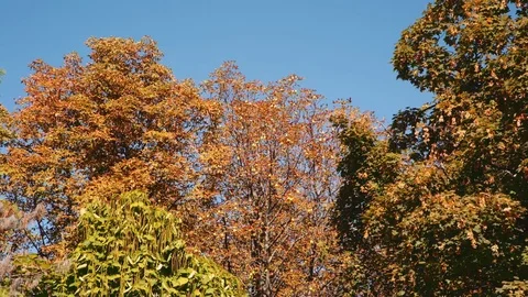 Tree Leaves Rustle in the Wind Vídeos de archivo 79929458