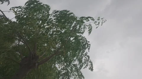 Tree leaves rustling in strong wind in storm Stock Footage 342979897