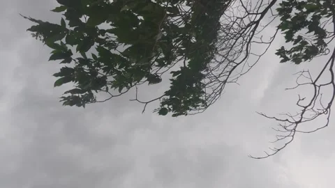 Tree leaves rustling in strong wind in storm Stock Footage 342979924