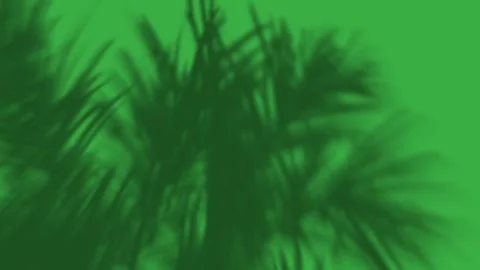 Tree Leaves Shadow Green Screen Widescreen Stock-Footage 344766673