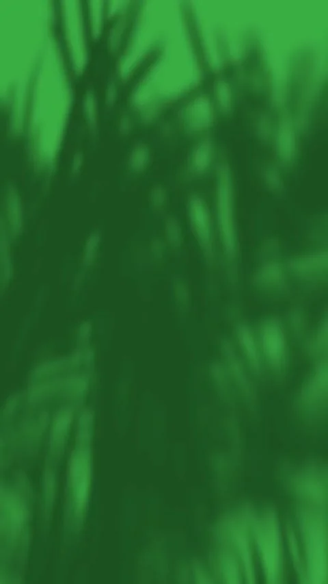 Tree Leaves Shadow Green Screen Vertical Stock-Footage 344766685