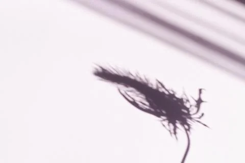 Tree leaves shadow on wall background, Abstract Background Cement Wall Shadow Stock Photos