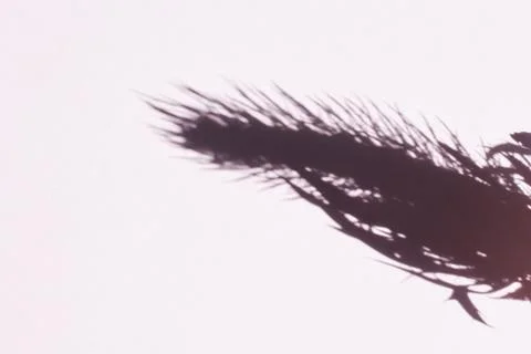 Tree leaves shadow on wall background, Abstract Background Cement Wall Shadow Stock Photos