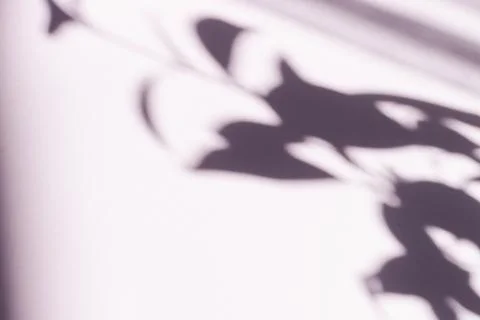 Tree leaves shadow on wall background, Abstract Background Cement Wall Shadow Stock Photos