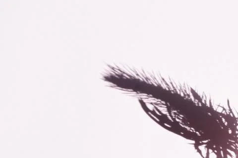 Tree leaves shadow on wall background, Abstract Background Cement Wall Shadow Stock Photos