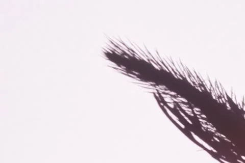 Tree leaves shadow on wall background, Abstract Background Cement Wall Shadow Stock Photos