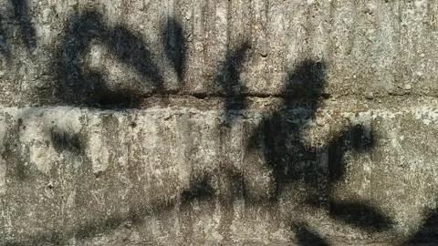 Tree leaves shadows swaying on weathered concrete wall background Видео 341675626