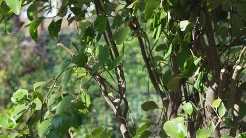 Tree Leaves in Shoreditch Breeze - Regular Speed Stock Footage 307931442