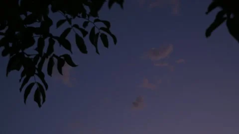 Tree Leaves Silhouette Against a Deep Blue and Purple Dusk Sky Stock Footage 314329969