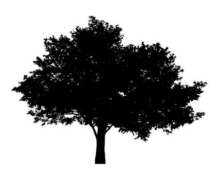 Tree with leaves silhouette isolate on white background vector Stock Illustration