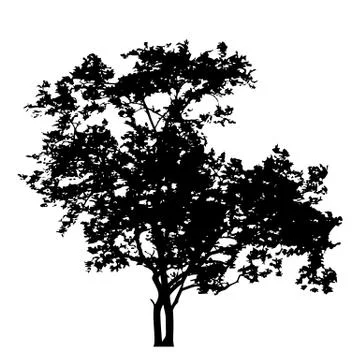 Tree with leaves silhouette isolate on white background vector Stock Illustration