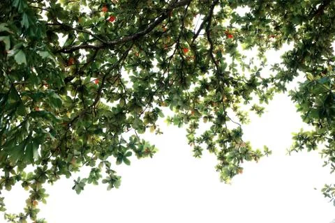 Tree leaves with sky. Stock-Fotos