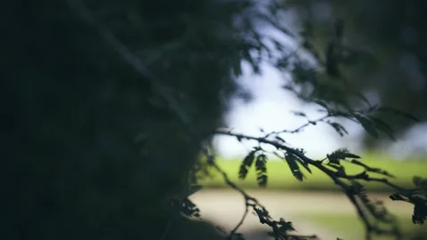 Tree Leaves in Summer Stock Footage 142771034