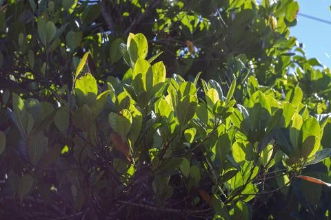 Tree Leaves in the Summer Time 库存照片