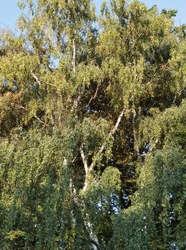 Tree with leaves in summer tree trunk and branches recognizable Stock Photos