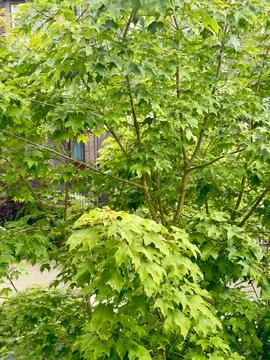 Tree with leaves in the summertime Stock Photos