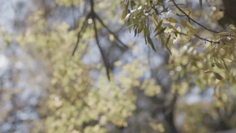 Tree Leaves in Sun in the Fall Stock-Footage 135055326