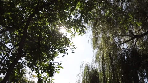 Tree leaves in the sun Stock Footage 152858128