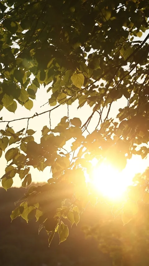 A tree with leaves is in the sun Stock Footage 309031836