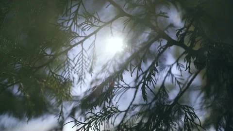 Tree Leaves with Sunlight Stock Footage 142771036