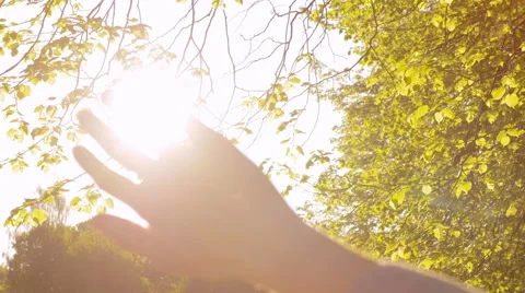 Tree leaves in sunlight with a human hand in front Stock Footage 67253852
