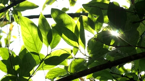 Tree leaves with sunlight, out door  Chiangmai Thailand Stock Footage 202109537