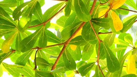 Tree leaves with sunlight, out door  Chiangmai Thailand Stock Footage 242016039