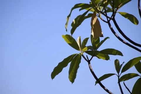 A tree with leaves is in the sunlight Stock Photos