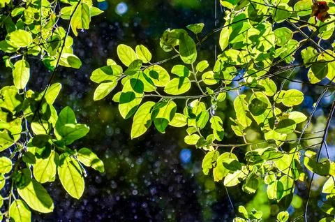 A tree with leaves is in the sunlight Foto stock