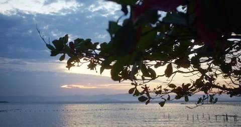 Tree leaves at the sunset on the beach Stock Footage 246886460