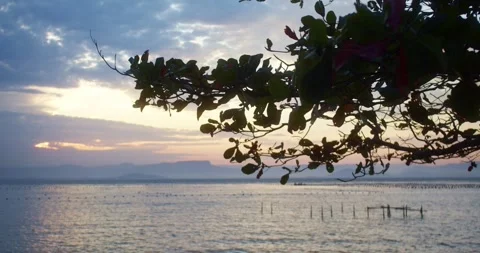 Tree leaves at the sunset on the beach Stock Footage 246886467