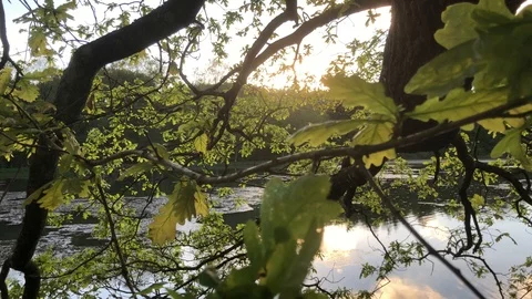 Tree Leaves in Sunset Light 4K Nature Close Up Stock Footage 114776011