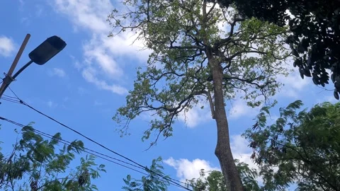 Tree leaves sway gently Video stock 311300512