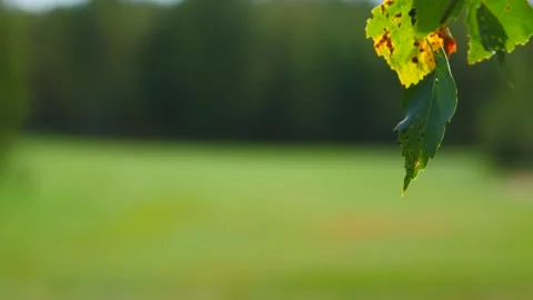 Tree leaves sway slowly against the blue sky Stock Footage 197861985