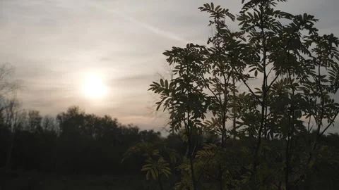 Tree leaves sway in the wind against the backdrop of a beautiful sunset Stock Footage 297393405