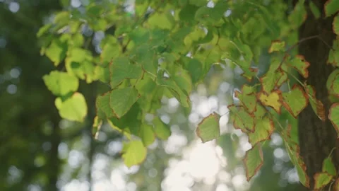 Tree leaves sway in wind on calm summer day in park Stock-Footage 271475876