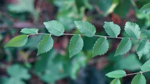 Tree leaves sway in the wind Stock Footage 254597439