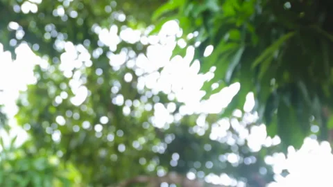 Tree leaves swaying in the blurred wind Stock Footage 262539403