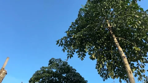 Tree Leaves Swaying Gently in Wind Stock Footage 325206215